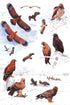 African Raptors - Clark 2018